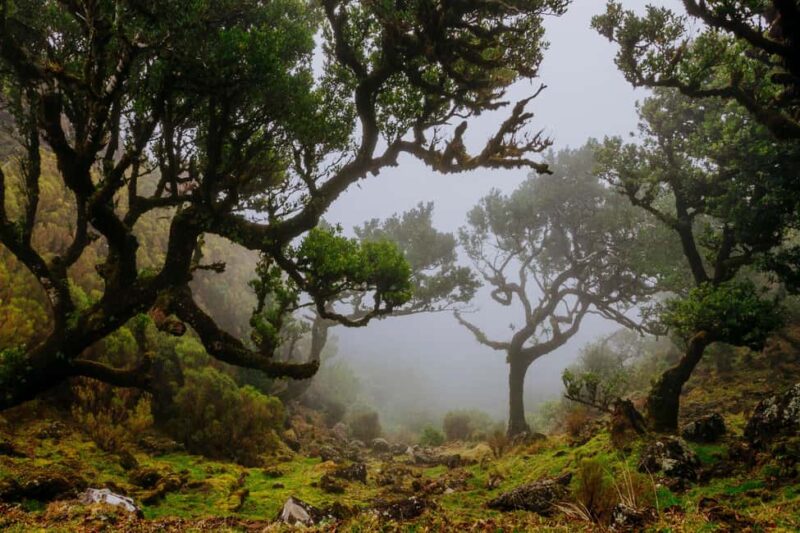 Madeira: PR 18 - Levada do Rei Hike Transfer with Host - Exploring the Ribeiro Bonito Sanctuary
