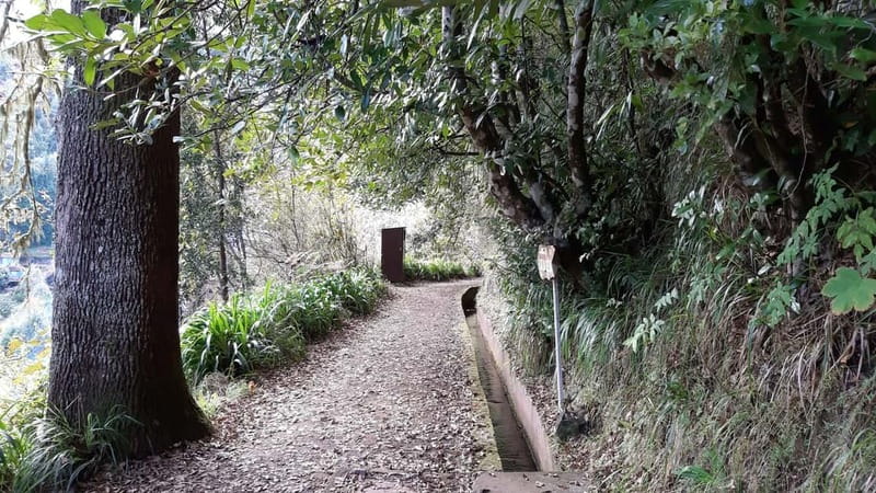 Madeira: Private 1.5-Kilometer Levada dos Balcões Hike PR11 - Birdwatching Opportunities in Madeira’s Endemic Habitat