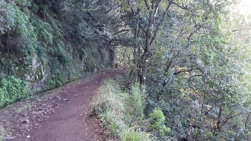Madeira: Private 1.5-Kilometer Levada dos Balcões Hike PR11 - Logistics and Comfort: Ease and Convenience