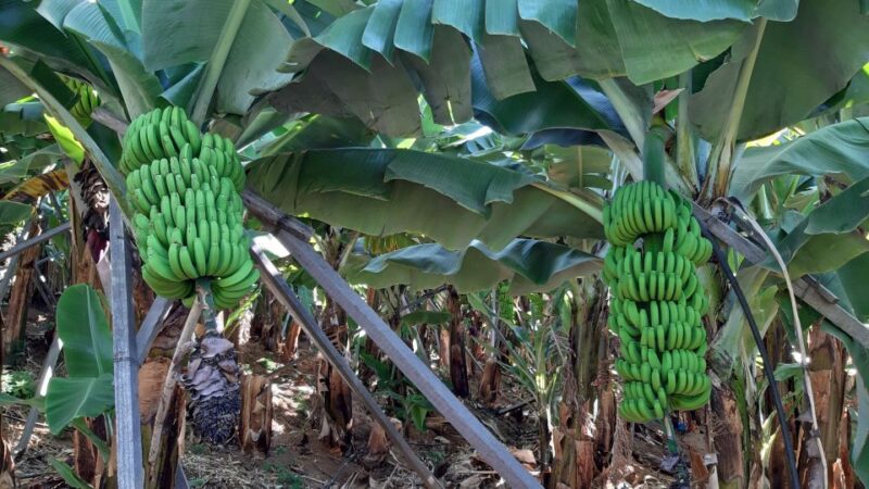 Madeira: Private Banana Farm Tour with Pickup - Experience a Unique Madeira Banana Farm