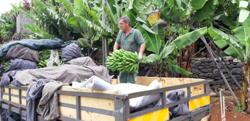 Madeira: Private Banana Farm Tour with Pickup - Panorama and Viewpoint RG3: Overlooking Funchal