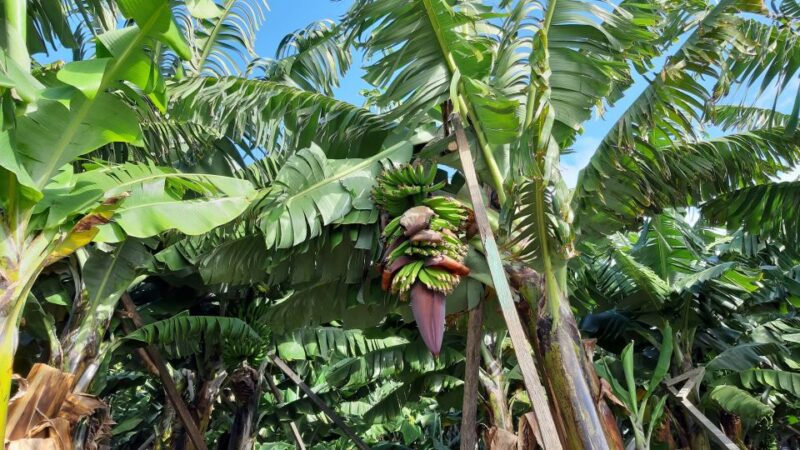 Madeira: Private Banana Farm Tour with Pickup - Convenient Pickup and Drop-off Service