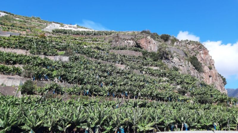 Madeira: Private Banana Farm Tour with Pickup - Comfortable and Practical Gear