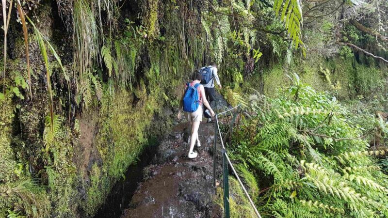 Madeira: Private Guided Levada Caldeirão Verde Walk PR9 - Madeira: Private Guided Levada Caldeirão Verde Walk PR9 — An Authentic Nature Escape