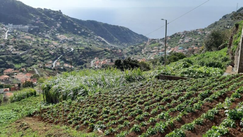 Madeira: Private Guided Levada do Norte Walk - What the Guided Walk Covers