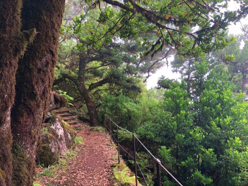 Madeira: Private Guided Vereda do Fanal Walk PR13 - Madeira: Private Guided Vereda do Fanal Walk PR13 – An Intimate Exploration of Europe’s Largest Plateau