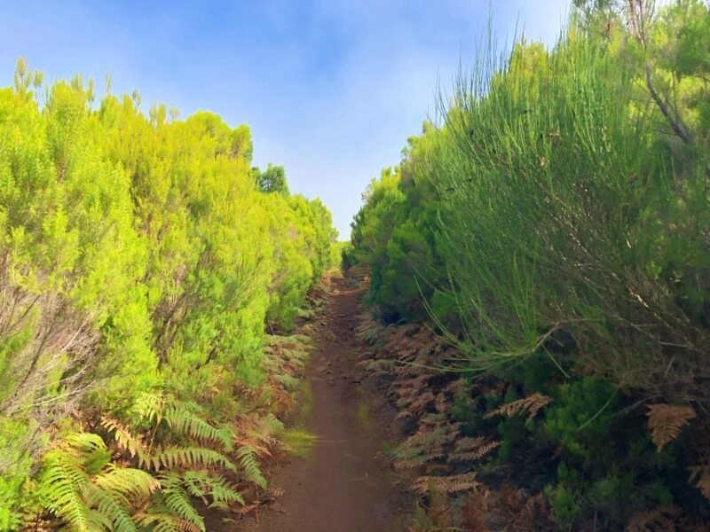 Madeira: Private Guided Vereda do Fanal Walk PR13 - Discovering the Vastness of Paul da Serra