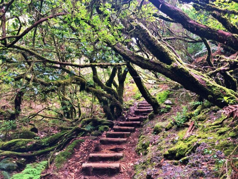 Madeira: Private Guided Vereda do Fanal Walk PR13 - Exploring the Laurissilva Forest