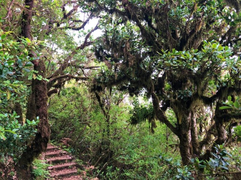 Madeira: Private Guided Vereda do Fanal Walk PR13 - Accessibility and Physical Requirements