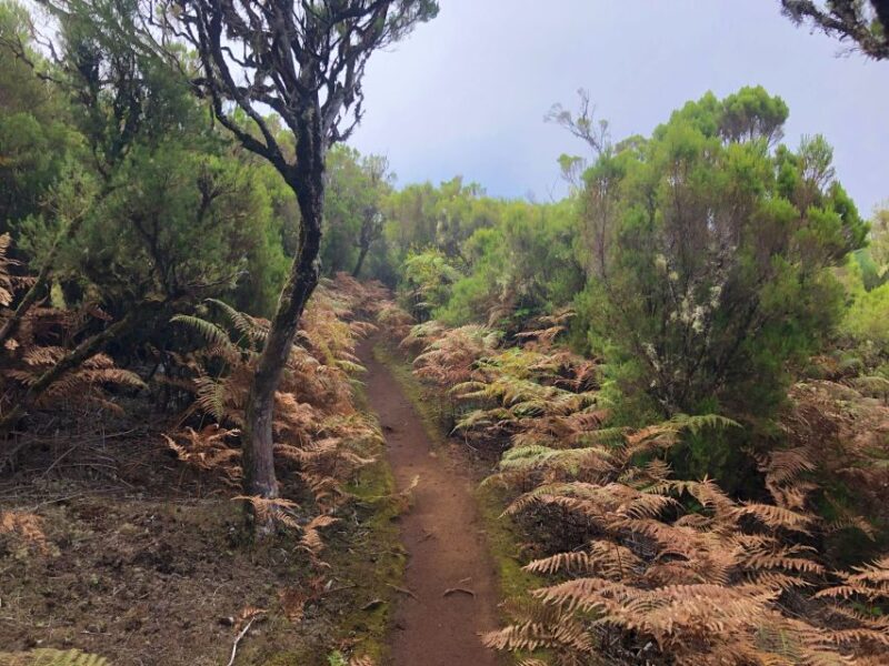 Madeira: Private Guided Vereda do Fanal Walk PR13 - The Guide Experience and Tour Atmosphere