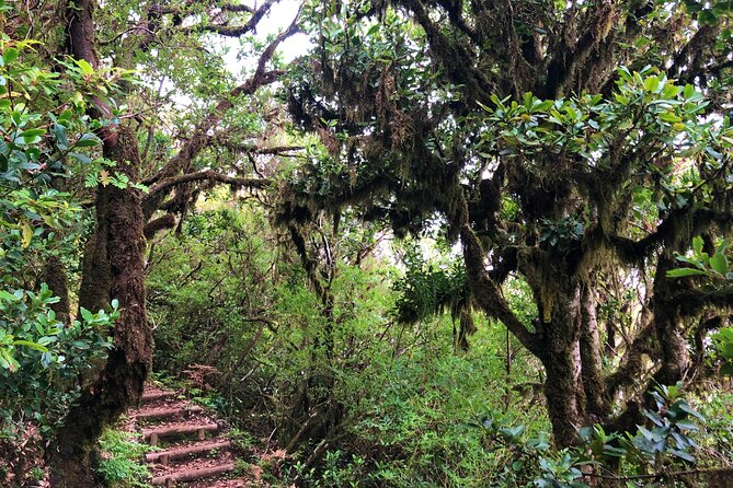 Madeira: Private Guided Walk Vereda Fanal PR13 - The Personal Touch: Guided by Richard and Other Local Experts