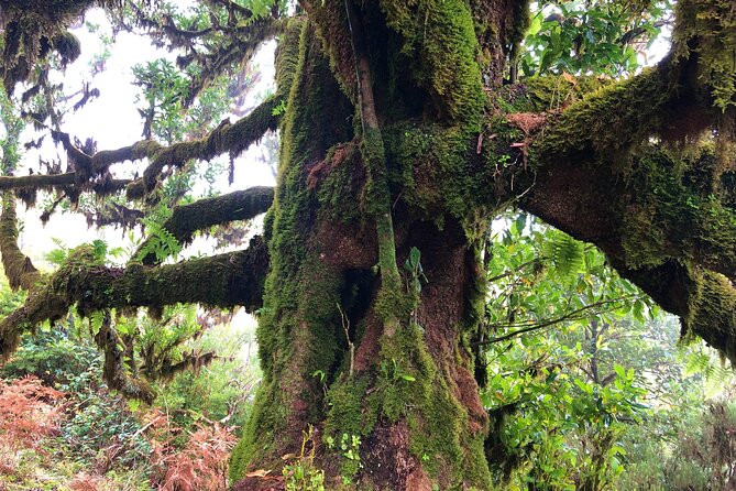 Madeira: Private Guided Walk Vereda Fanal PR13 - The Route: From Forests to Open Paths