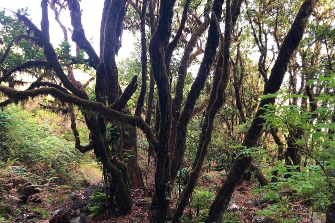 Madeira: Private Guided Walk Vereda Fanal PR13 - Physical Requirements and Accessibility