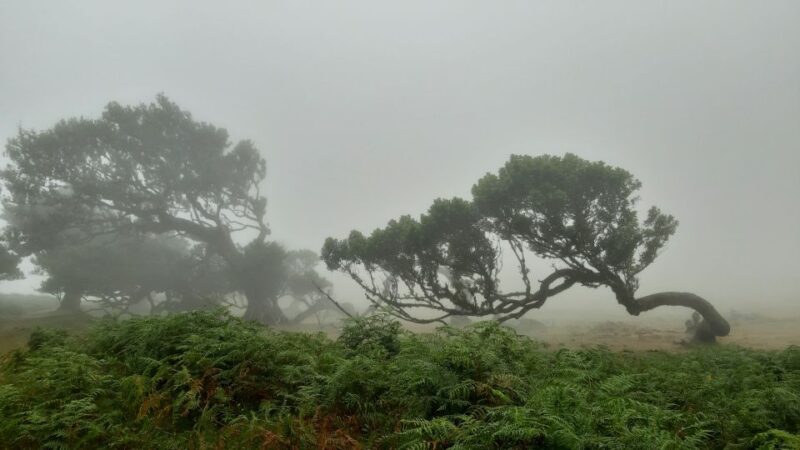 Madeira: Private Tour of Fanal Forest - Discover Madeira’s Fanal Forest with a Private Guide