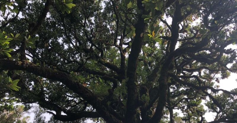 Madeira: Private Tour of Fanal Forest - Practical Details: What’s Included and What to Bring