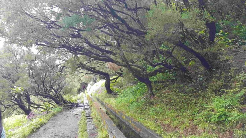 Madeira: Private Walking Tour of Levada das 25 Fontes PR6 - Accessibility and Physical Requirements