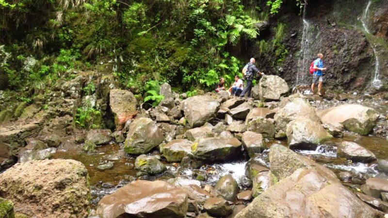 Madeira: Rabaçal, Risco and 25 Fontes Guided Hiking Tour - The Flora and Fauna of Madeira’s Protected Zones