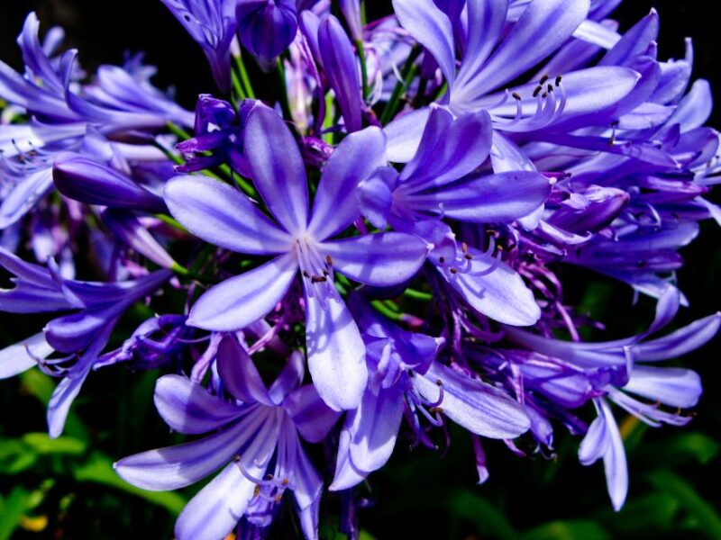 Madeira: Rabaçal Valley and the 25 Fountains Hike - Exploring the Laurissilva Forest and Photo Opportunities