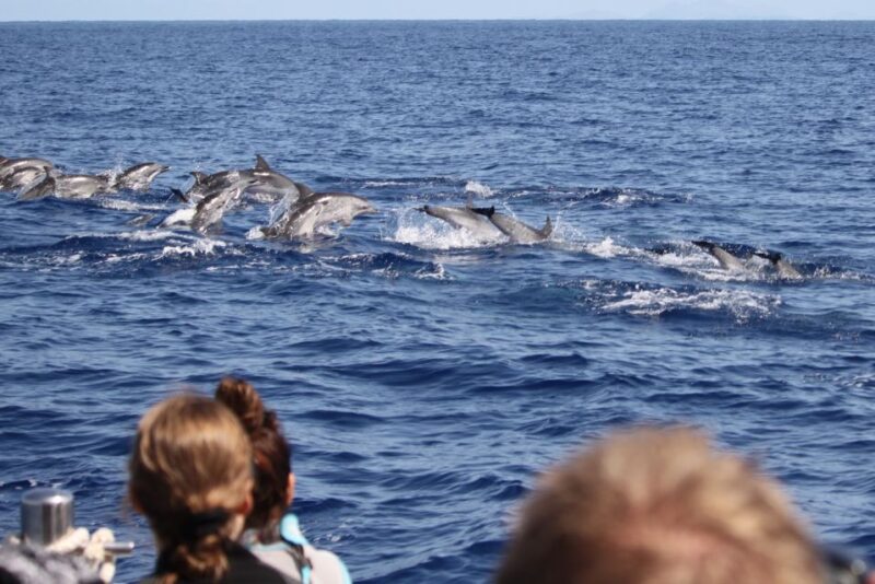Madeira: Responsible Whales and/or Dolphins Watching Tour - Madeira: Responsible Whales and Dolphins Watching Tour Overview
