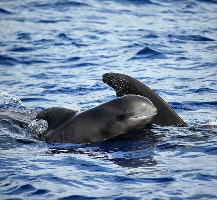 Madeira: Responsible Whales and/or Dolphins Watching Tour - Meeting Point and Departure Logistics in Funchal