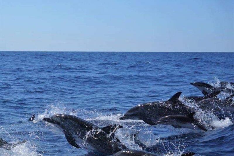 Madeira: Responsible Whales and/or Dolphins Watching Tour - The Speedboat Experience and Its Advantages