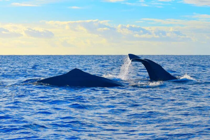 Madeira: Responsible Whales and/or Dolphins Watching Tour - The Role of Marine Biologists and Land-Based Spotters