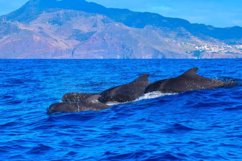 Madeira: Responsible Whales and/or Dolphins Watching Tour - The Variety of Marine Encounters and Additional Sightings