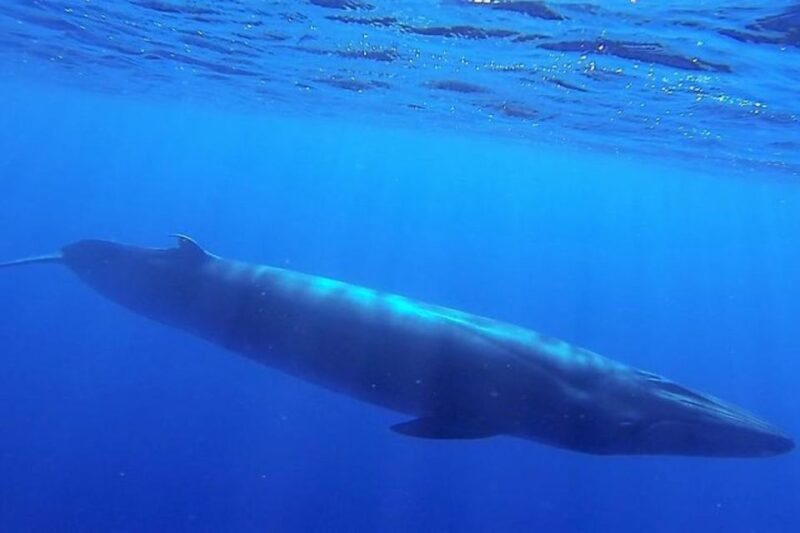 Madeira: Responsible Whales and/or Dolphins Watching Tour - The Experience of Guides and Crew