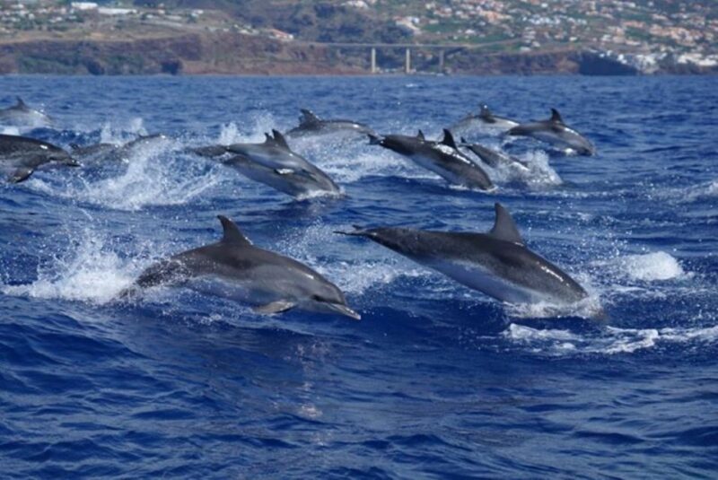 Madeira: Responsible Whales and/or Dolphins Watching Tour - Practical Tips for Participants