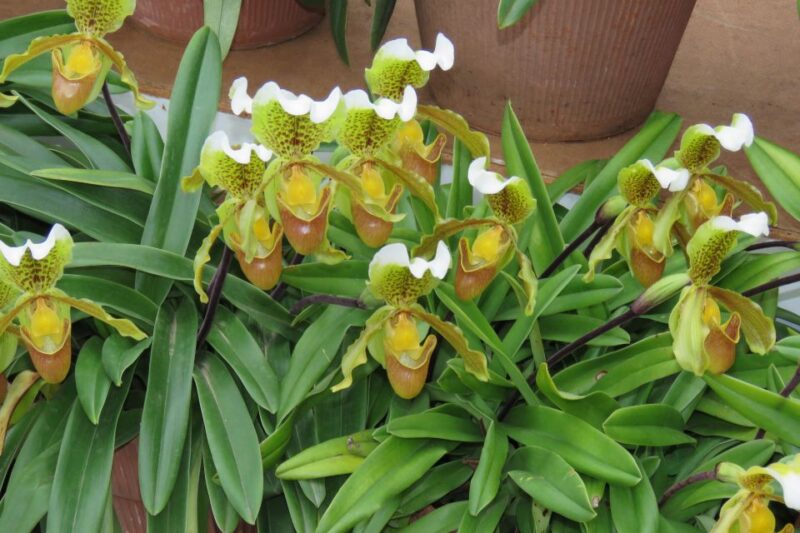 Madeira : Santo de Serra Local Farmers' Market half day trip - Off-Road Adventure in an Open-Top 4x4 Vehicle