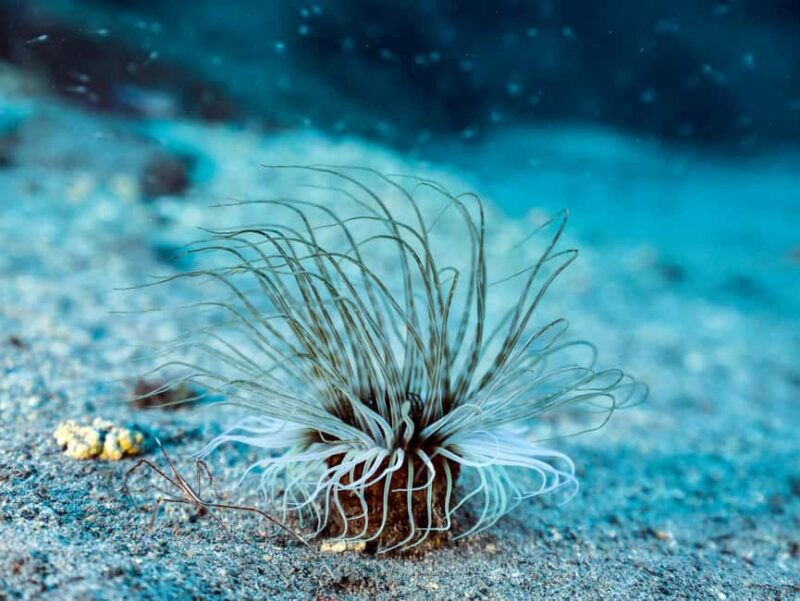 Madeira: Stingray Diving Experience in Caniçal - Madeira: Stingray Diving Experience in Caniçal