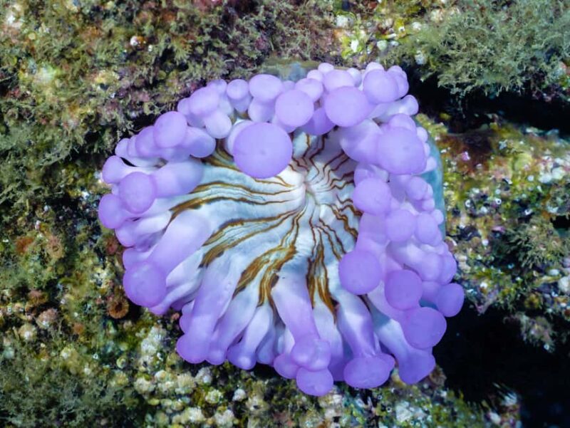 Madeira: Stingray Diving Experience in Caniçal - Key Points