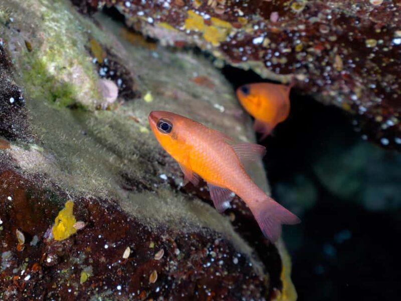 Madeira: Stingray Diving Experience in Caniçal - Safety Briefing and Preparation