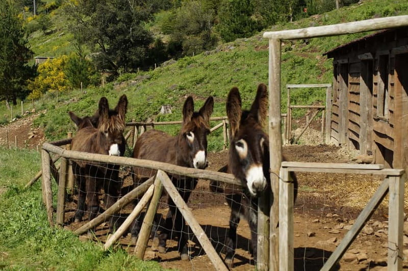 Madeira : Sunrise at Pico do Arieiro + 2 Hikes - PR1 and PR3 - Madeira Sunrise at Pico do Arieiro + 2 Hikes: A Scenic Day of Nature and Views