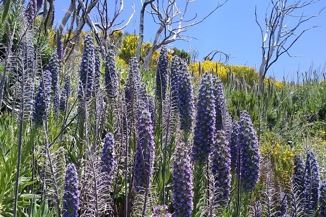 Madeira sunrise (Ponta de Sao Lourenco) Private tour - Frequently Asked Questions