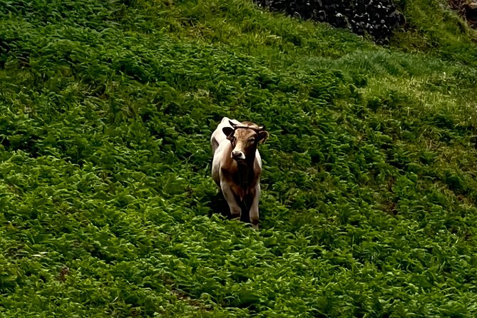Madeira surprise tour - Explore the Enigmatic Fanal Forest