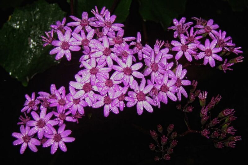 Madeira Walks - Rabaçal and the 25 Fountains - Key Points