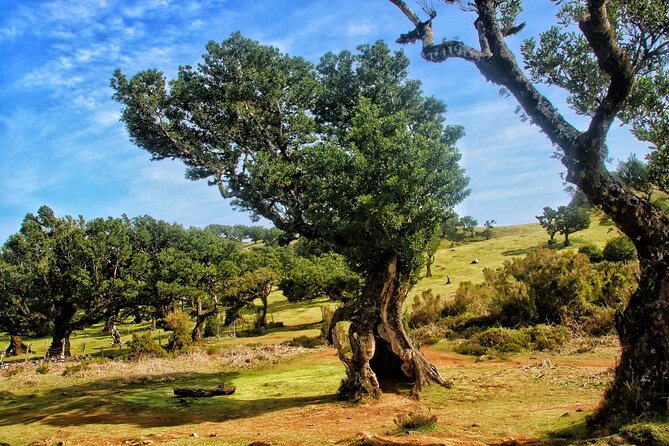 Madeira West - Enchanted Terraces & Fanal Unesco open top jeep - Exploring Madeira’s Natural Beauty in a 4x4 Jeep