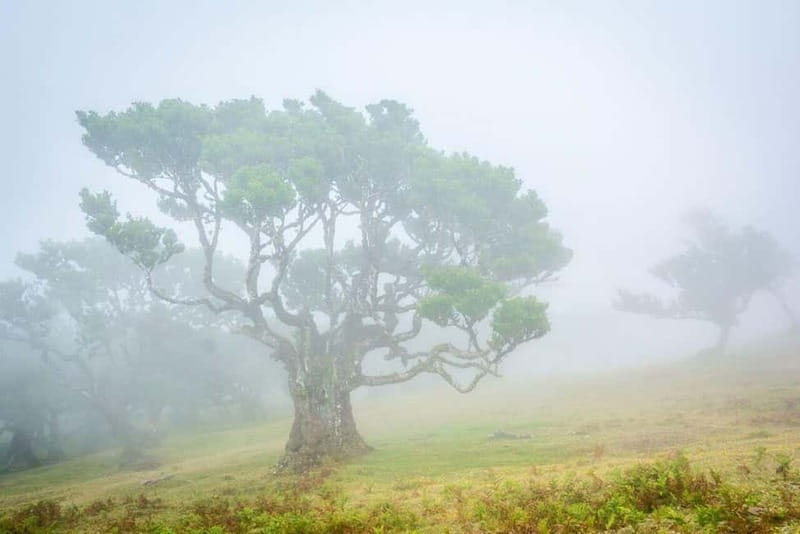 Madeira: West Island Day Trip - The Tour Begins at Funchal’s Central Meeting Point