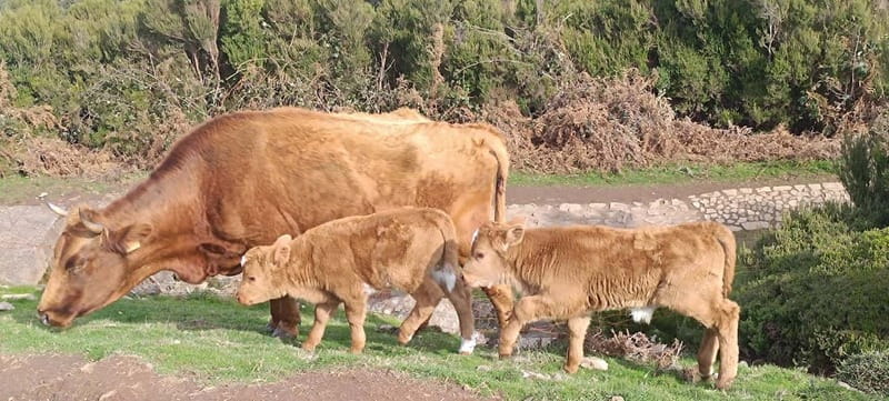 Madeira West Island Full-Day Tour with Fanal Forest - Madeira’s West Coast: An Introduction to the Tour