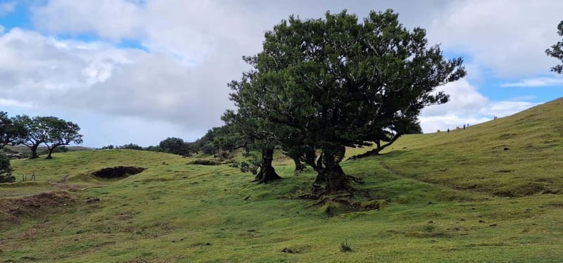 Madeira West Island Full-Day Tour with Fanal Forest - Waterfalls and Coastal Views at Seixal