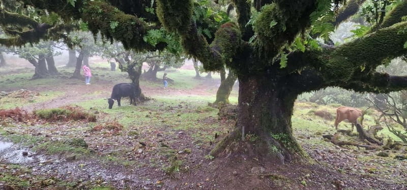 Madeira West Island Full-Day Tour with Fanal Forest - Optional Activities and Cultural Stops