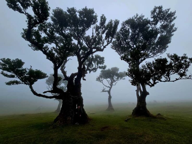 Madeira West Jeep Tour  Fanal, Seixal, Natural Pools & Small Groups - Discover Madeira’s West Coast in a Comfortable Jeep