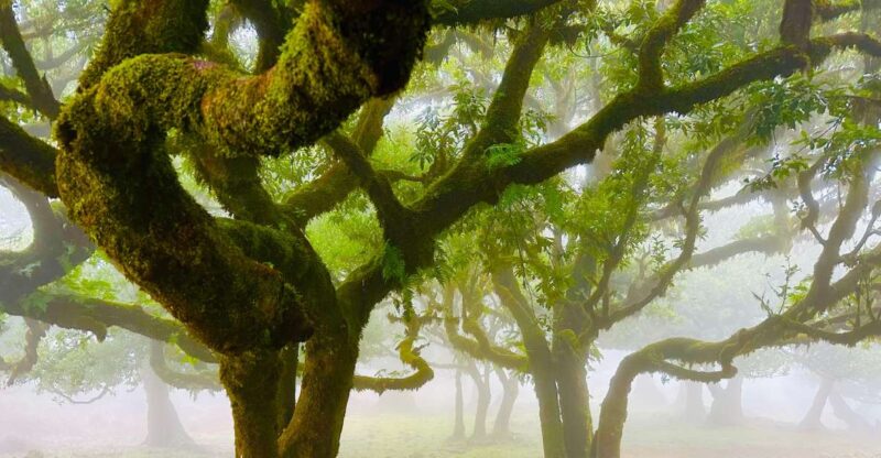 Madeira: Western Madeira Guided Trip & Fanal Mystic Forest - Walking Among Ancient Trees in Fanal Forest