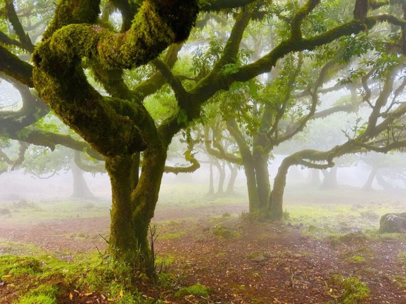 Madeira: Western Madeira Guided Trip & Fanal Mystic Forest - The Tour Wraps Up with Waterfalls and Coastal Vistas