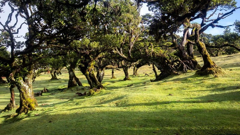 Madeira: Westside Achadas Cruz, Moniz, Seixal and Fanal - Ribeira da Janela’s Rock Formation: Nature’s Sculpture