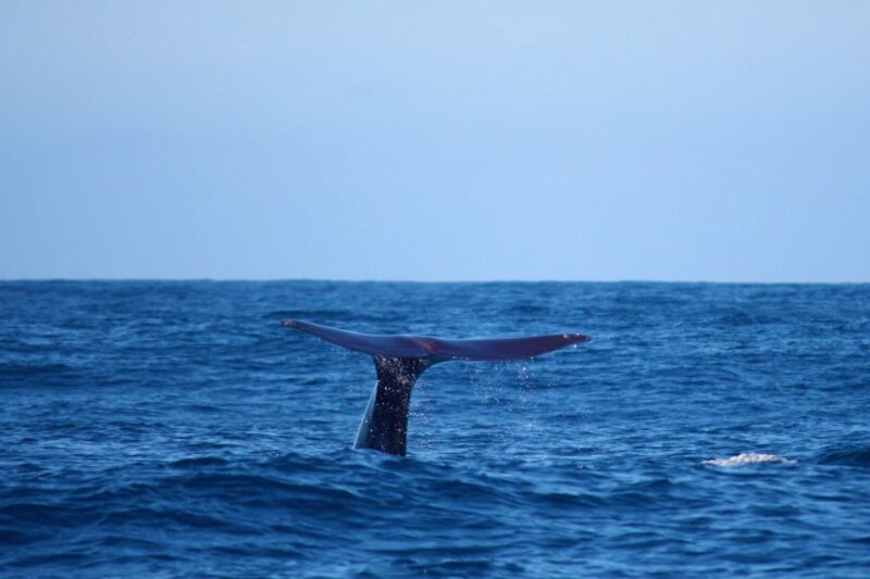 Madeira: Whale and Dolphin Watching Private Cruise - Madeira: Whale and Dolphin Watching Private Cruise