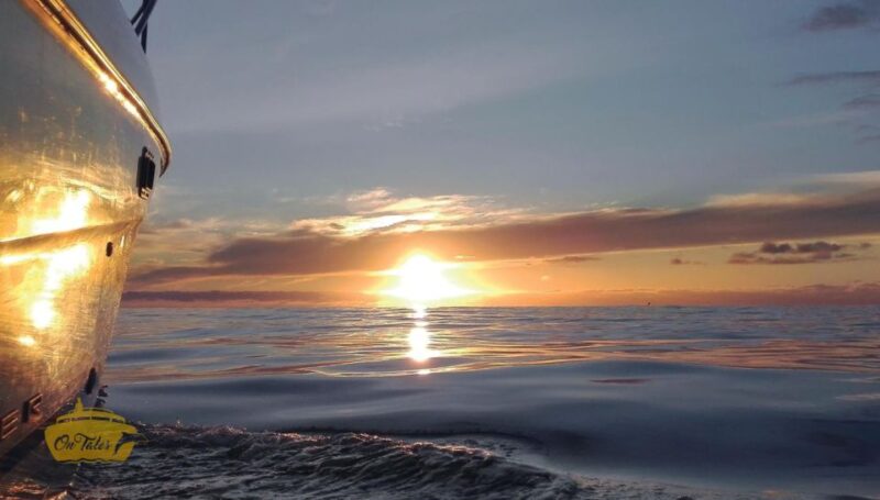 Madeira: Whale and Dolphin Watching Private Cruise - The Experience of Small-Group Tours in Madeira