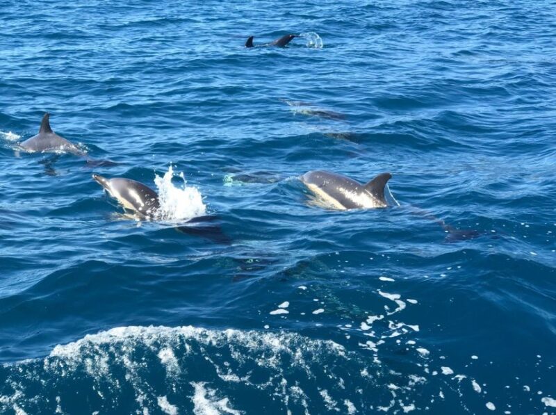Madeira: Whale and Dolphin Watching Private Cruise - Honest Insights: Strengths and Considerations