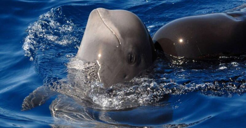 Madeira: Whale and Dolphin Watching Tour - Madeira: Whale and Dolphin Watching Tour – A Close Encounter with Marine Life